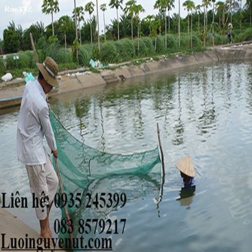 Lưới Kéo Cá Lòng Tong Nguyễn Út