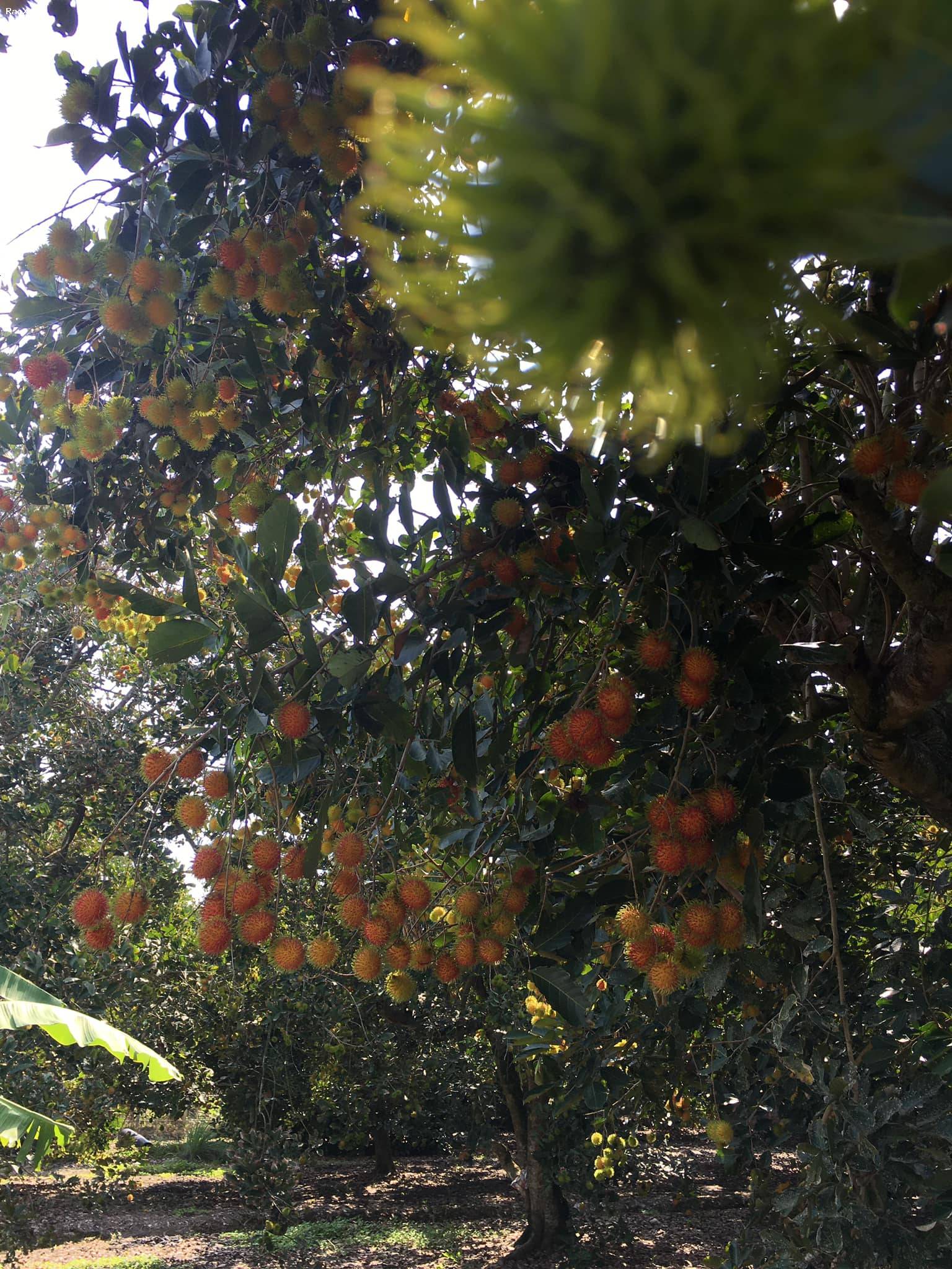 Gia đình bán mảnh vườn trái cây có sẵn trên đất view Hồ Trị An ngang 40 dài 40m giá 750 triệu