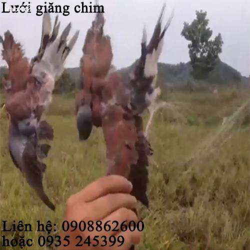 Lưới Tàng Hình Bẫy Chim Nguyễn Út
