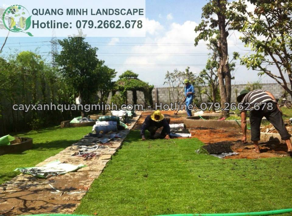 Mua cỏ lá gừng giá rẻ chất lượng ở TpHcm, Đồng Nai