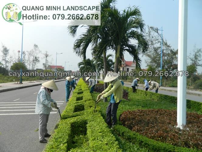 Công ty cây xanh, dv cắt cỏ ở Đồng Nai , Hcm