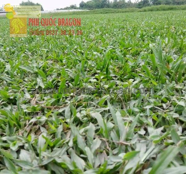Mua cỏ lá gừng giá tốt chất lượng ở Hcm, Đồng Nai