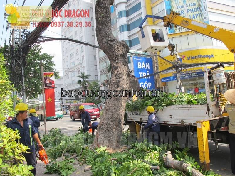 Các gói dịch vụ bứng cây, di dời cây ở TpHcm, Đồng Nai