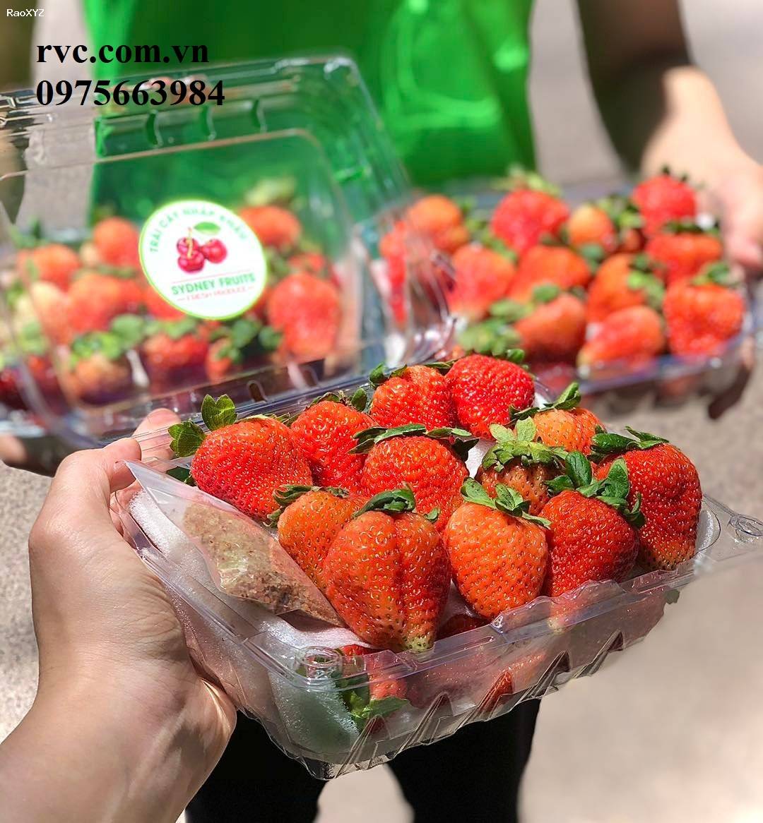 Công ty chuyên phân phối hộp đựng hoa quả 500g P500C cho siêu thị, cửa hàng trái cây.