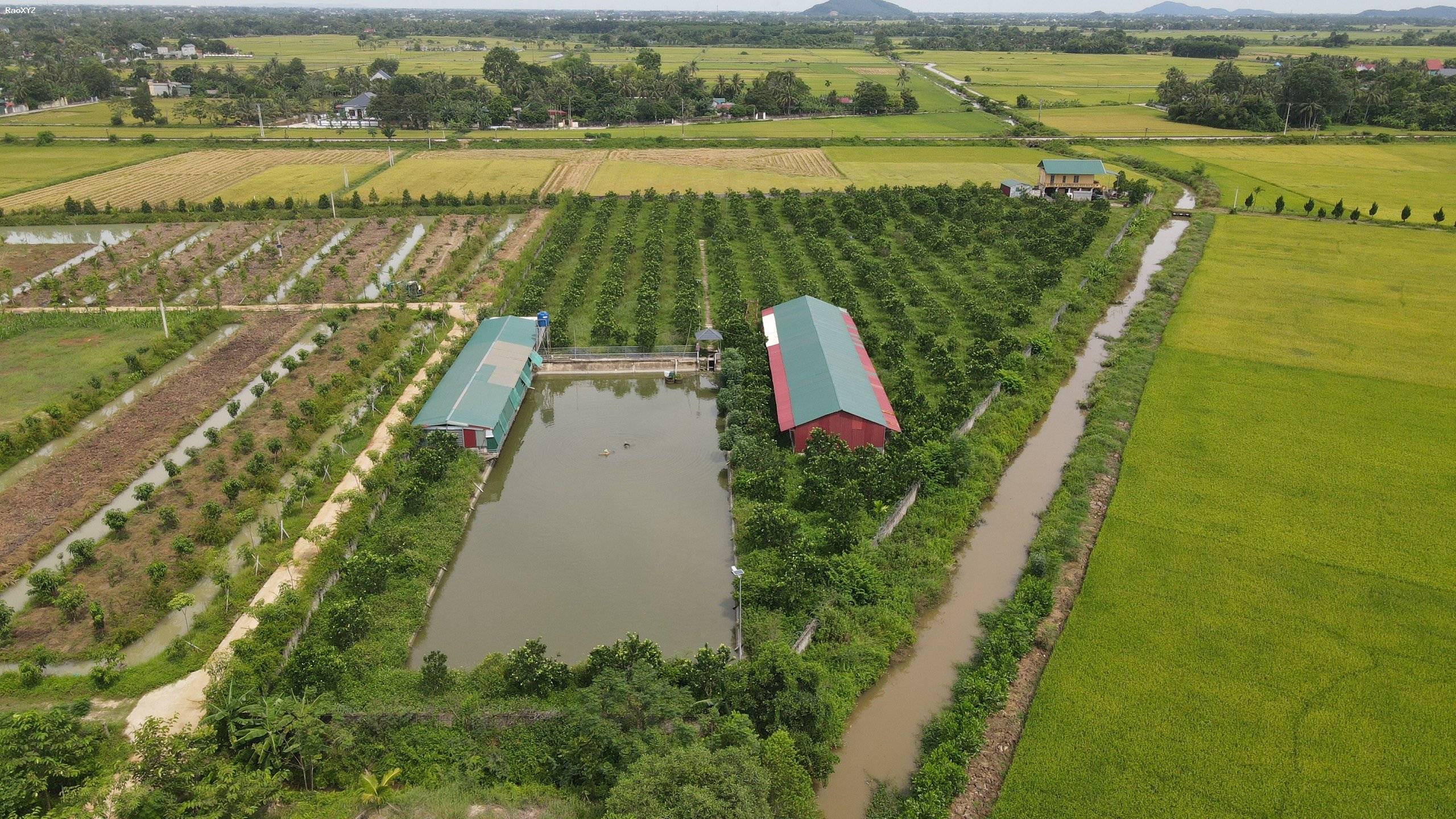 Chính chủ cần bán gấp trang trại lợn tại Nông Cống, Thanh Hoá