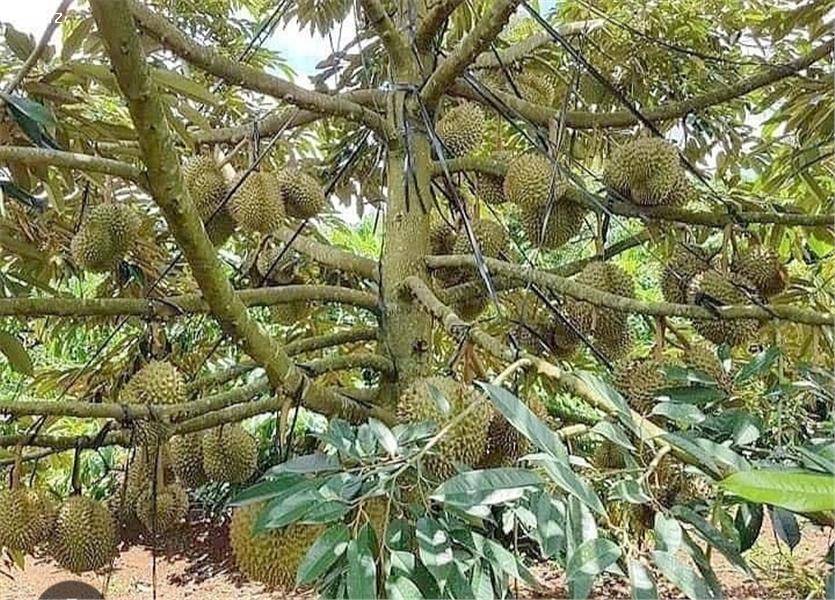 Xuất cảnh cần bán gấp đất vườn cây ăn trái 15 Hecta , đất đỏ Bazan, tại huyện Đắk Glong,Đắk Nông