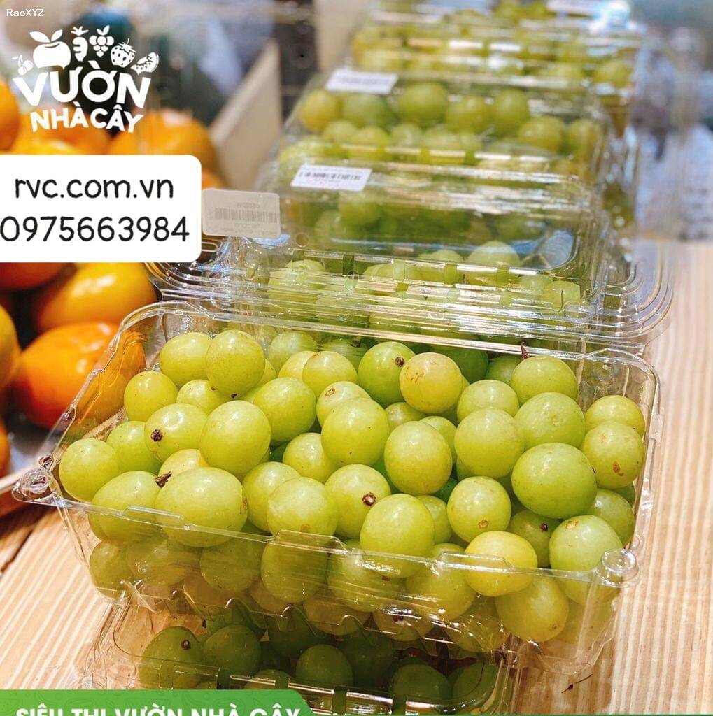 Top mẫu hộp nhựa đựng trái cây 1kg phổ biến thị trường hiện nay.