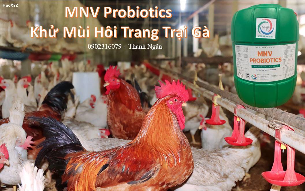 MNV Probiotics xử lý mùi hôi trang trại gà