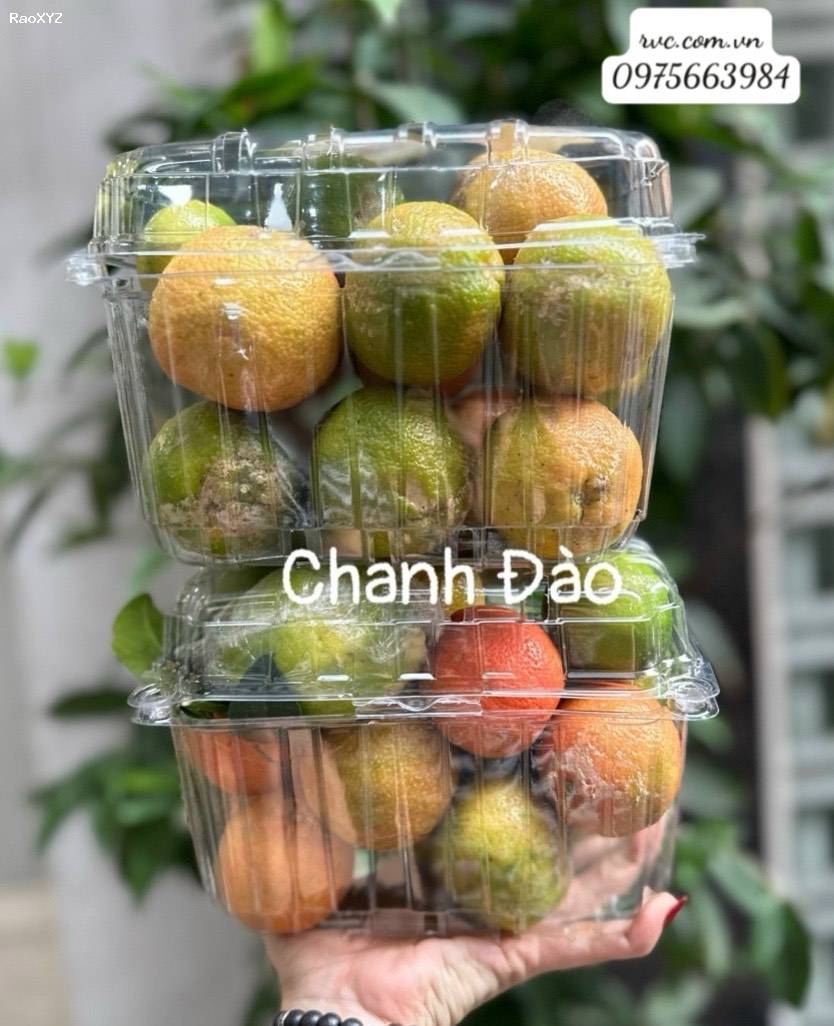 Cập nhật mẫu hộp nhựa trái cây 1kg giá rẻ tại Sài Gòn